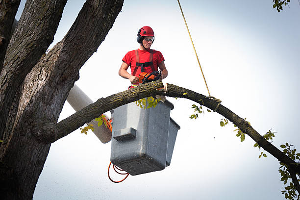 Springfield, NJ Tree Services Company